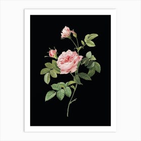 Vintage Pink Rose Turbine Botanical Illustration on Solid Black n.0423 Art Print