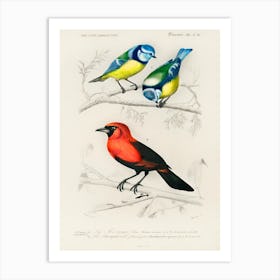 Different Types Of Birds, Charles Dessalines D'Orbigny 3 Art Print