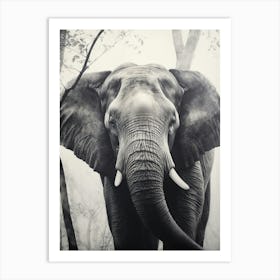 African Elephant Realism Portrait 1 Art Print