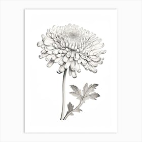Chrysanthemums Flower Vintage Botanical 0 Art Print