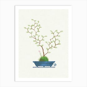 Bonsai Tree - Sophora Art Print