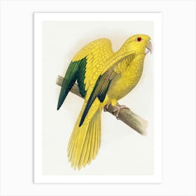 Yellow Cockatoo Art Print