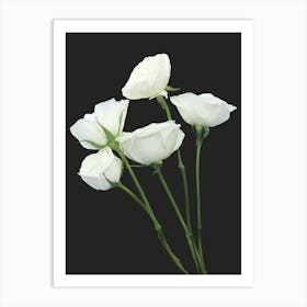 White Roses 3 Art Print