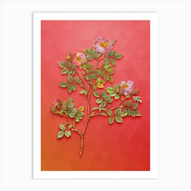 Vintage Rose Corymb Botanical Art on Fiery Red n.0154 Art Print