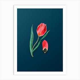Vintage Sun's Eye Tulip Botanical Art on Teal Blue n.0773 Art Print
