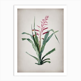 Vintage Pitcairnia Bromeliaefolia Botanical on Parchment n.0249 Art Print