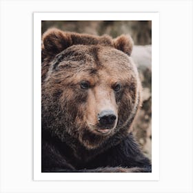 Silly Brown Bear Art Print