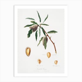 Almond (Guscio Tenero) From Pomona Italiana (1817 - 1839), Giorgio Gallesio Art Print