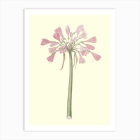 Pink Daffodils Art Print