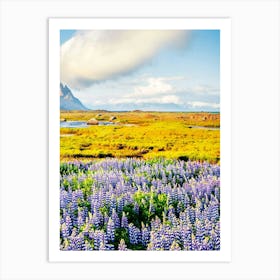 Lupine Field In Iceland 2 Art Print