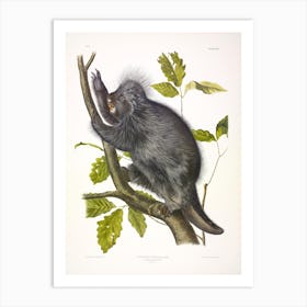 Canada Porcupine, John James Audubon Art Print