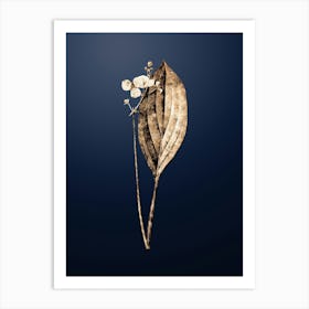 Gold Botanical Bulltongue Arrowhead on Midnight Navy n.0334 Art Print