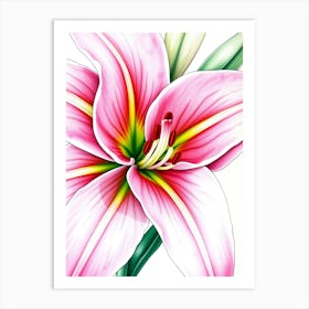 Pink Lily Art Print