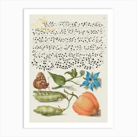 Speckled Wood, Talewort, Garden Pea, And Lantern Plant From Mira Calligraphiae Monumenta Or The Model Book Of Calligraphy (1561–1596), Joris Hoefnagel Art Print