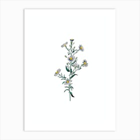 Vintage Glaucous Aster Flower Botanical Illustration on Pure White n.0555 Art Print