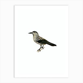 Vintage Spotted Nutcracker Bird Illustration on Pure White Art Print