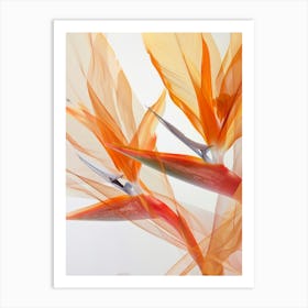 Bird Of Paradise 4 Art Print