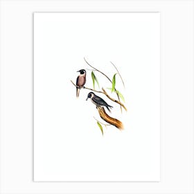 Vintage Masked Wood Swallow Bird Illustration on Pure White n.0424 Art Print