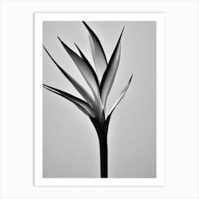 Bird Of Paradise B&W Pencil 2 Flower Art Print