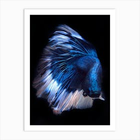 Siamese Betta Fish 4 Fine Art Print Art Print