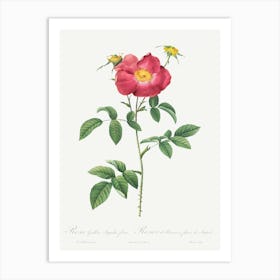 Stapelia French Rose Variety, Pierre Joseph Redoute Art Print