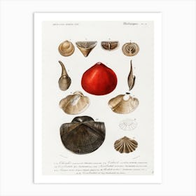 Different Types Of Mollusks, Charles Dessalines D'Orbigny Art Print