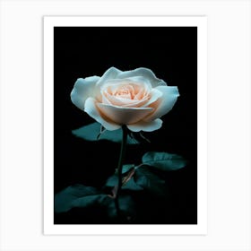 White Rose 5 Art Print