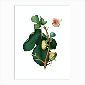 Vintage White Peel Fig Botanical Illustration on Pure White n.0455 Art Print