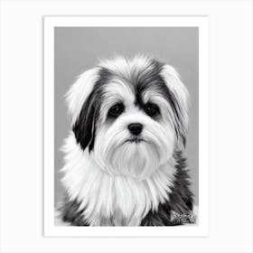 Lhasa Apso B&W Pencil Dog Art Print
