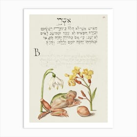 Spring Snowflake, Tree Frog, Wallflower, And Marine Mollusk From Mira Calligraphiae Monumenta, Joris Hoefnagel Art Print