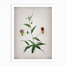 Vintage Flame Lily Botanical on Parchment n.0494 Art Print