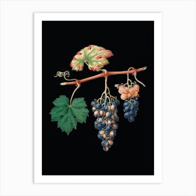 Vintage Summer Grape Botanical Illustration on Solid Black n.0791 Art Print