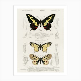 Different Types Of Butterfly, Charles Dessalines D'Orbigny 4 Art Print