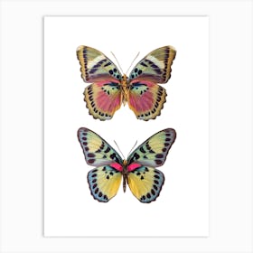 Two Colored Butterflies Art Print
