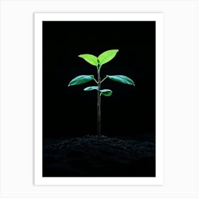 Young Plant On A Black Background Art Print