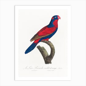 The Red & Blue Lory, Eos Histrio From Natural History Of Parrots, Francois Levaillant Art Print