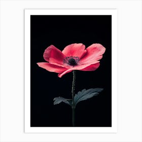 Poppy Flower 7 Art Print