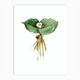 Vintage Sand Ginger Botanical Illustration on Pure White n.0568 Art Print