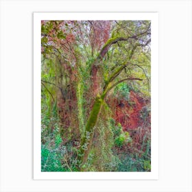 Moss Covered Trees 20240210122645pub Art Print