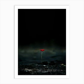 Single Red Poppy 7 Art Print