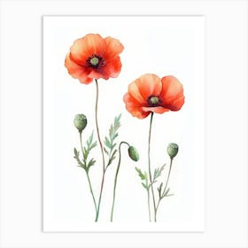 Red Poppy Watercolor Set White Background Hand Art Print