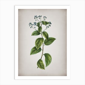Vintage New Jersey Tea Botanical on Parchment n.0557 Art Print