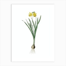 Vintage Lesser Wild Daffodil Botanical Illustration on Pure White n.0367 Art Print
