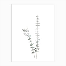 Two Eucalyptus Leaves Art Print