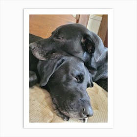 Two Black Labs taking a nap Art Print