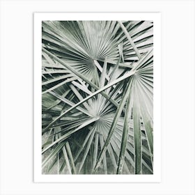 Palm Leaves Art Print