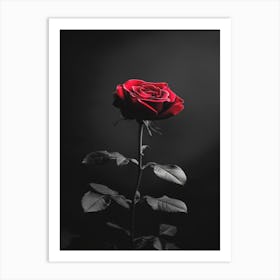 Black And Red Rose 1 Art Print