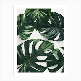 Monstera Leaves 5 Art Print