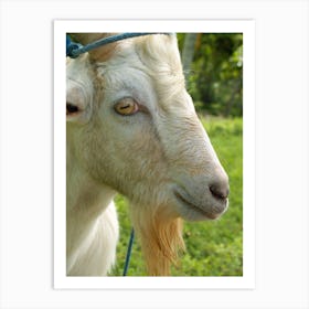 Goat in Profile Art Print