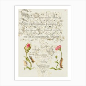 Wainscot, French Rose, Wasplike Insect, English Daisy, And Caterpillar From Mira Calligraphiae Monumenta, Joris Hoefnagel Art Print